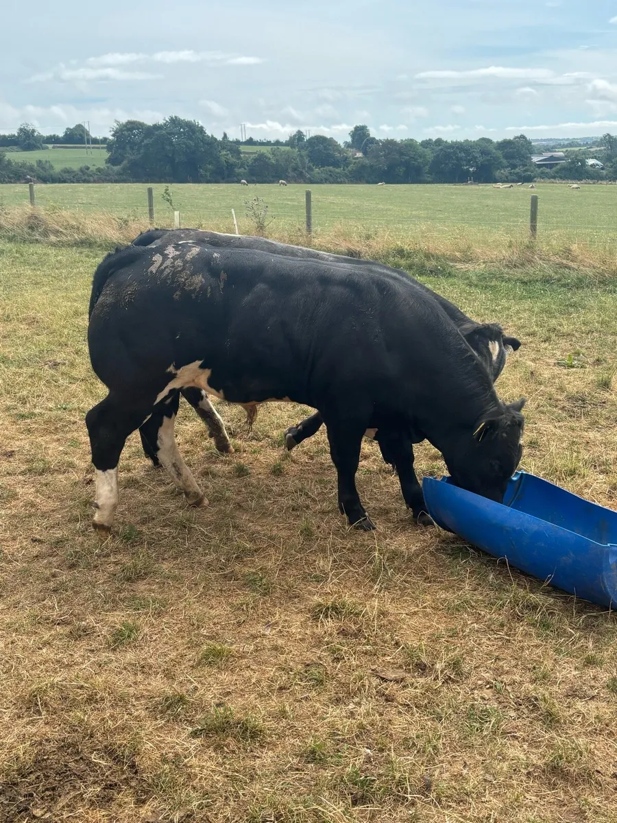 Special weanling E & U sale Carnew mart - Image 3