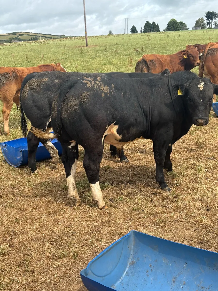 Special weanling E & U sale Carnew mart - Image 4