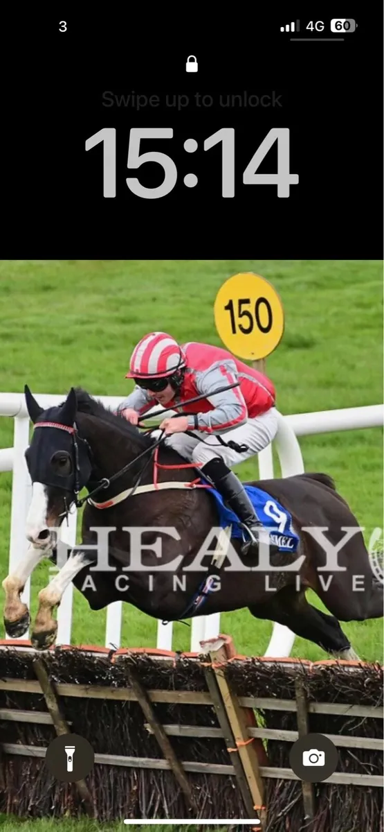 2 Time winning Racehorse , chaser and hurdler - Image 4