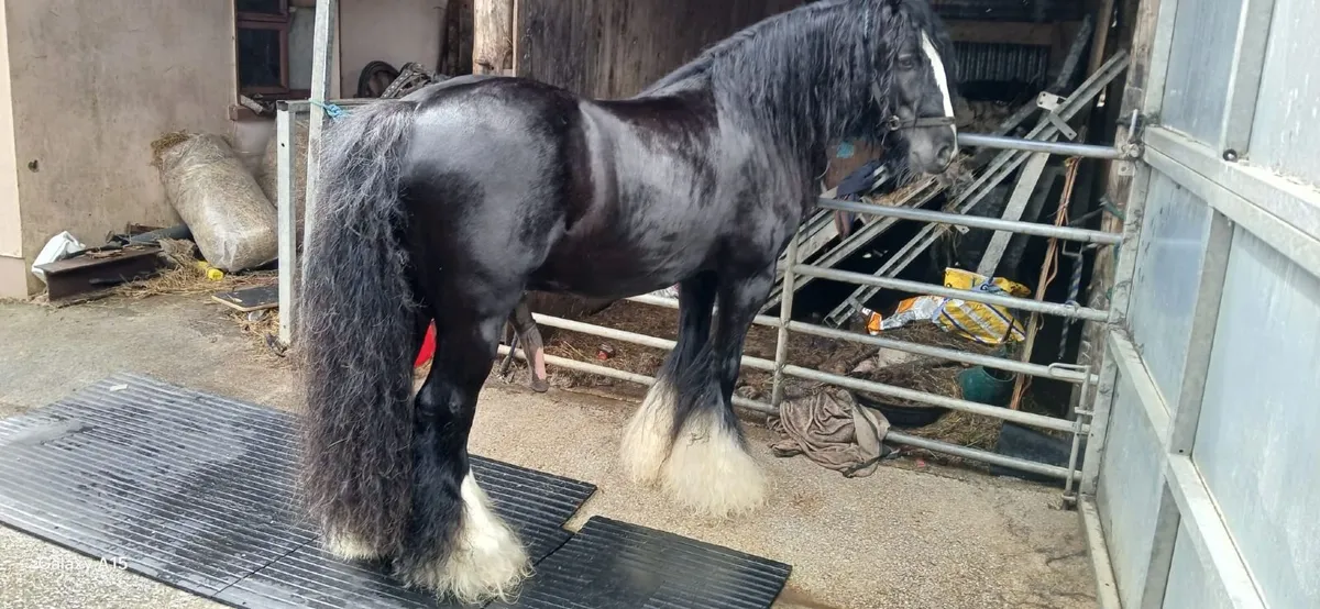 Stallion and Mare - Image 1