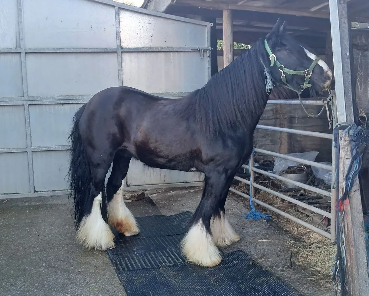 Stallion and Mare - Image 2