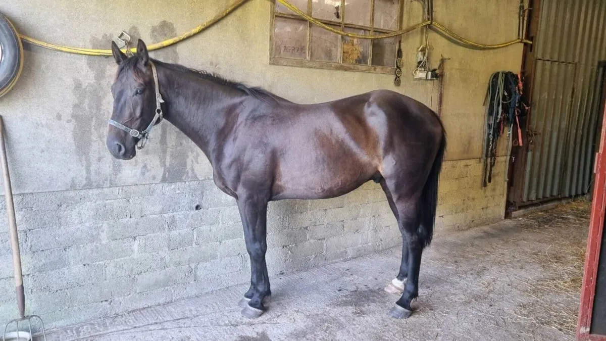 Top class 4 year old gelding 16-2 - Image 1
