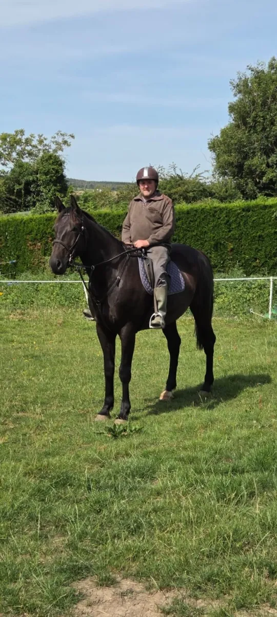 Top class 4 year old gelding 16-2 - Image 4