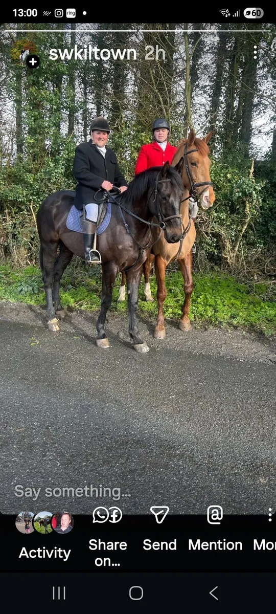 Top class 4 year old gelding 16-2 - Image 3