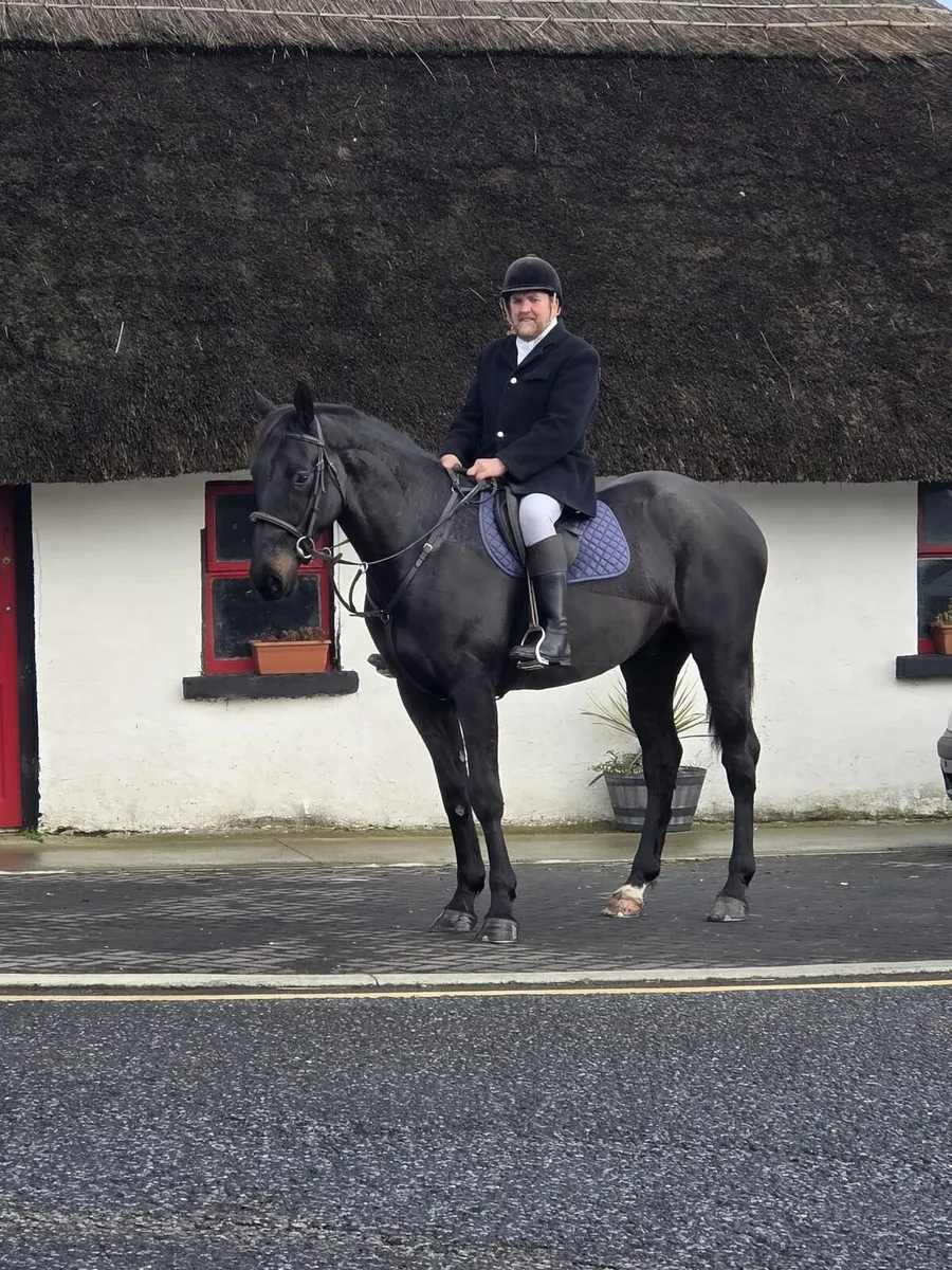 Top class 4 year old gelding 16-2 - Image 2