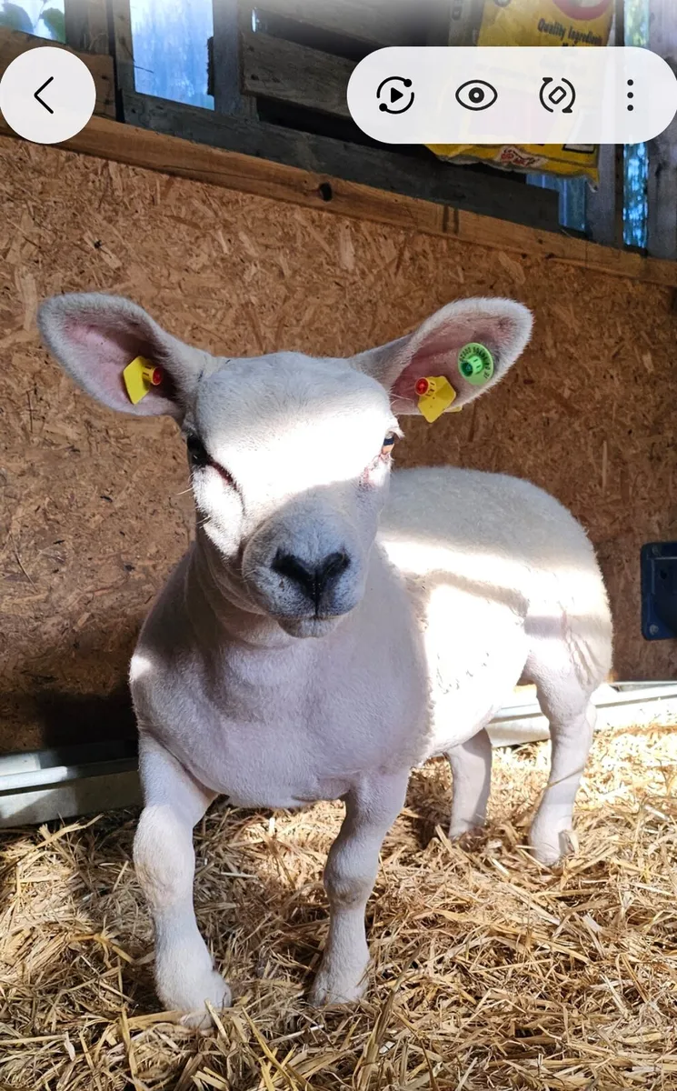 Texel Pedigree Registed Ewe Lambs for breeding - Image 2