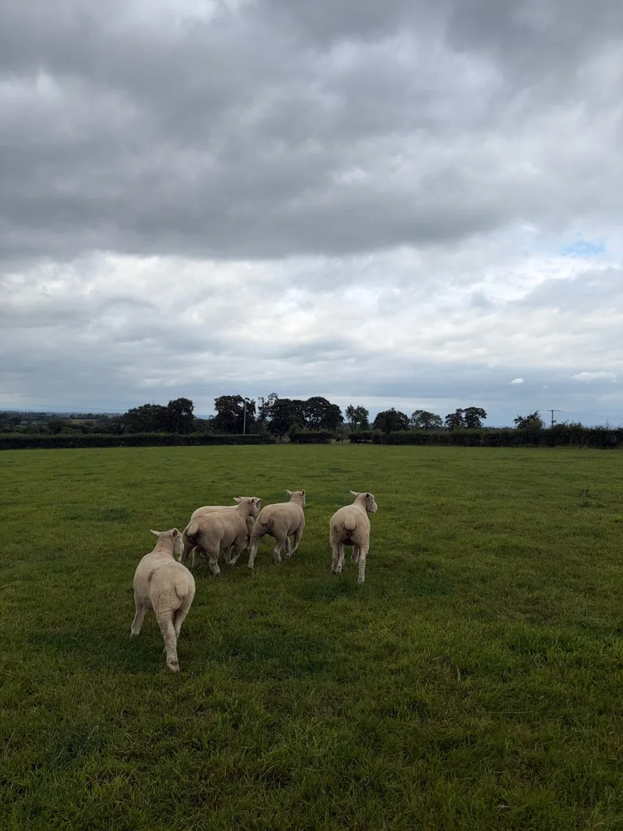 Pedigree Dorset ewe lambs/hoggets - Image 3