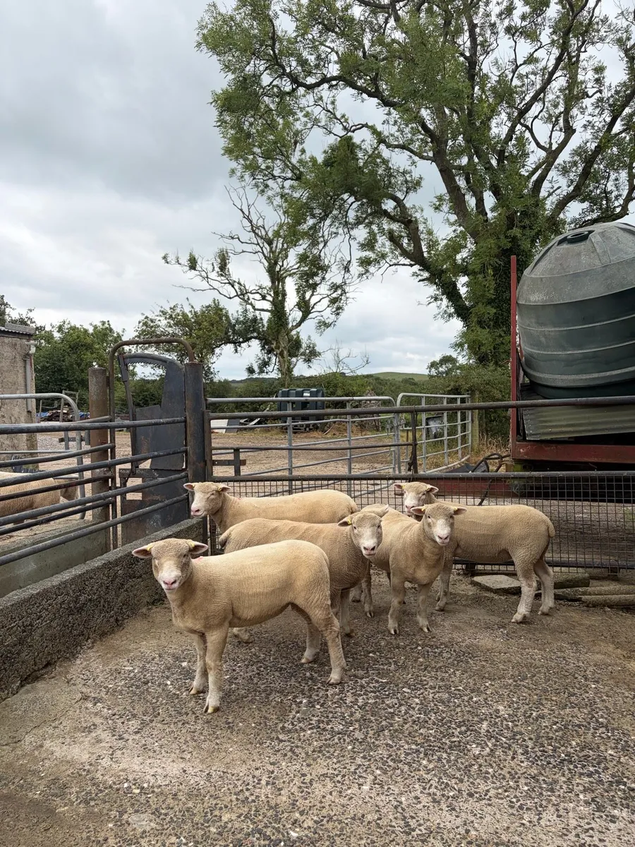 Pedigree Dorset ewe lambs/hoggets - Image 1