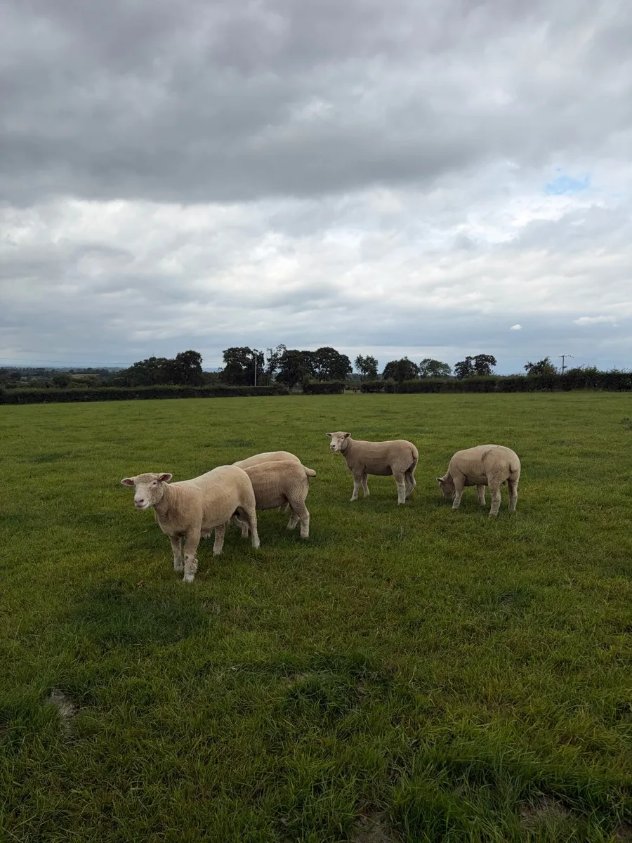 Pedigree Dorset ewe lambs/hoggets - Image 2