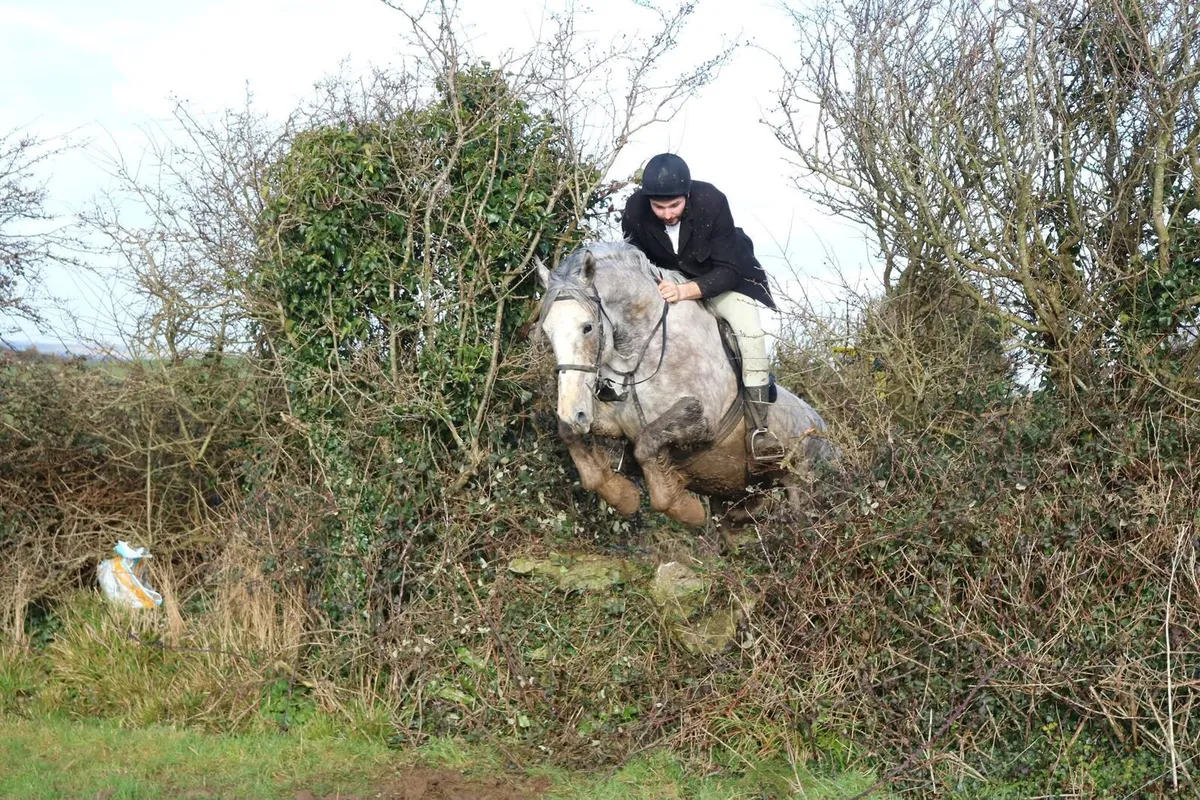 7yo full ID geldiing..3yrs hunting  has whipped in - Image 2