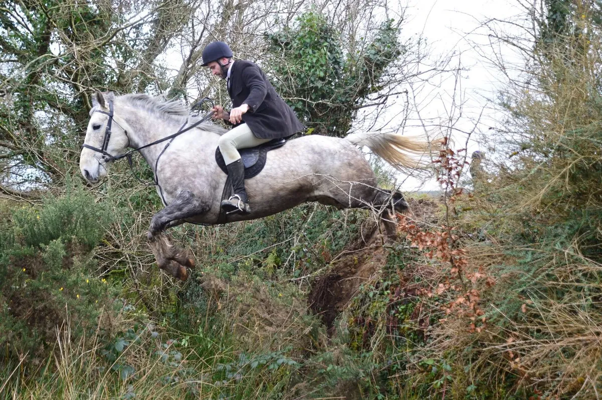 7yo full ID geldiing..3yrs hunting  has whipped in - Image 3