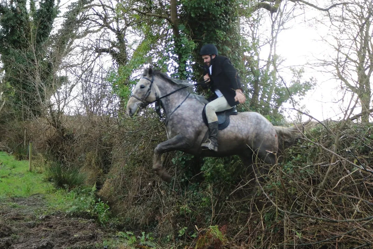7yo full ID geldiing..3yrs hunting  has whipped in - Image 4