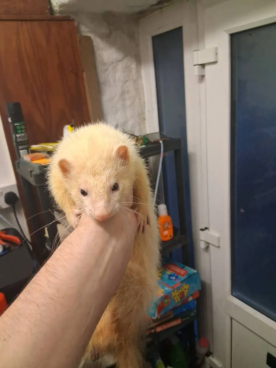 Ferrets - Image 2