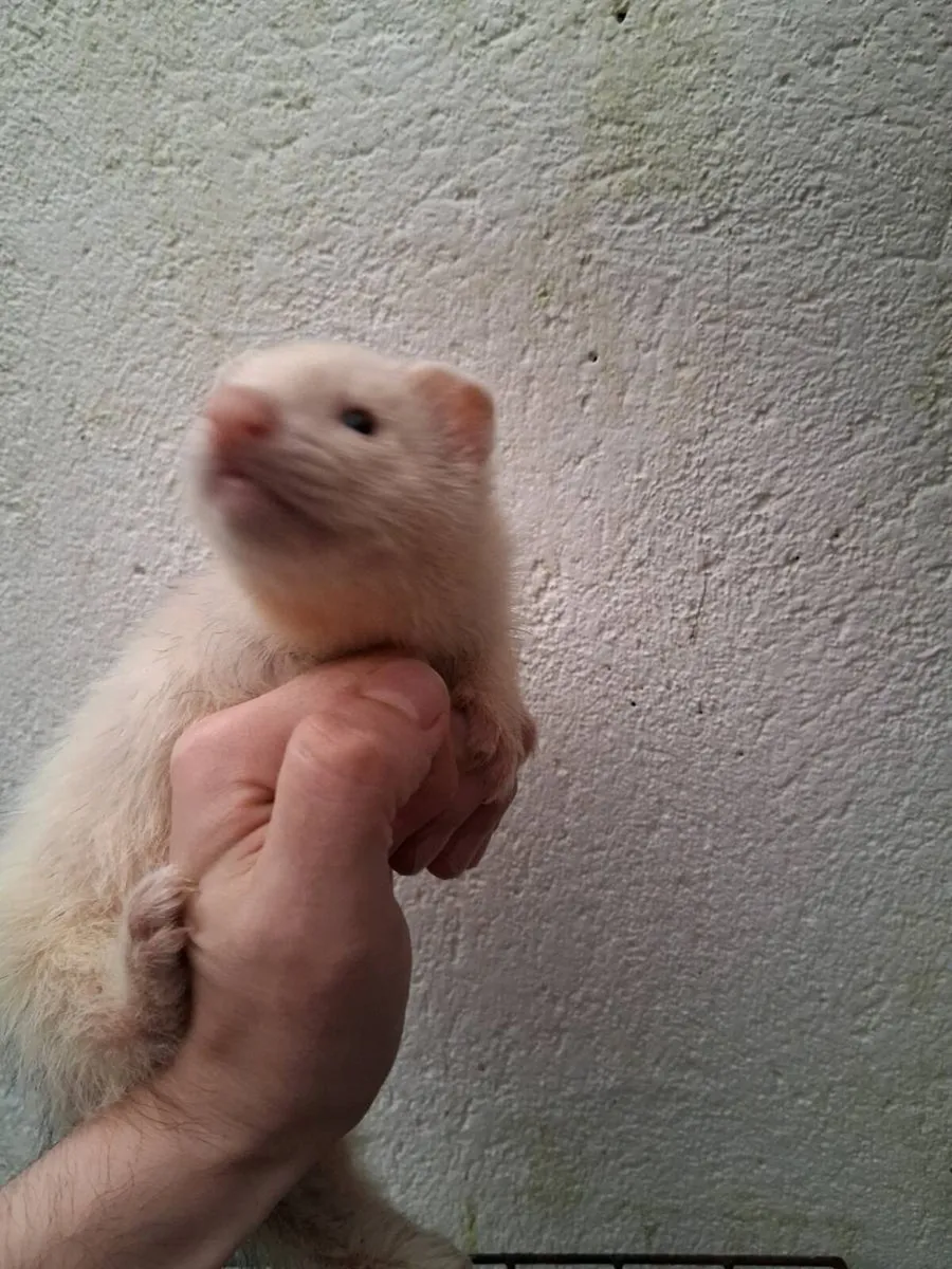 Ferrets - Image 3