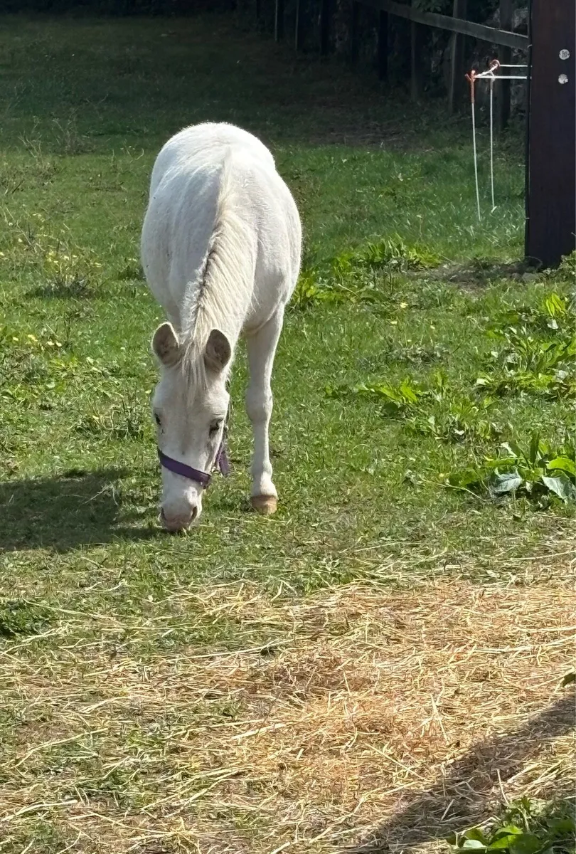 PET/ COMPANION  MINIATURE MULE 🤩 - Image 1
