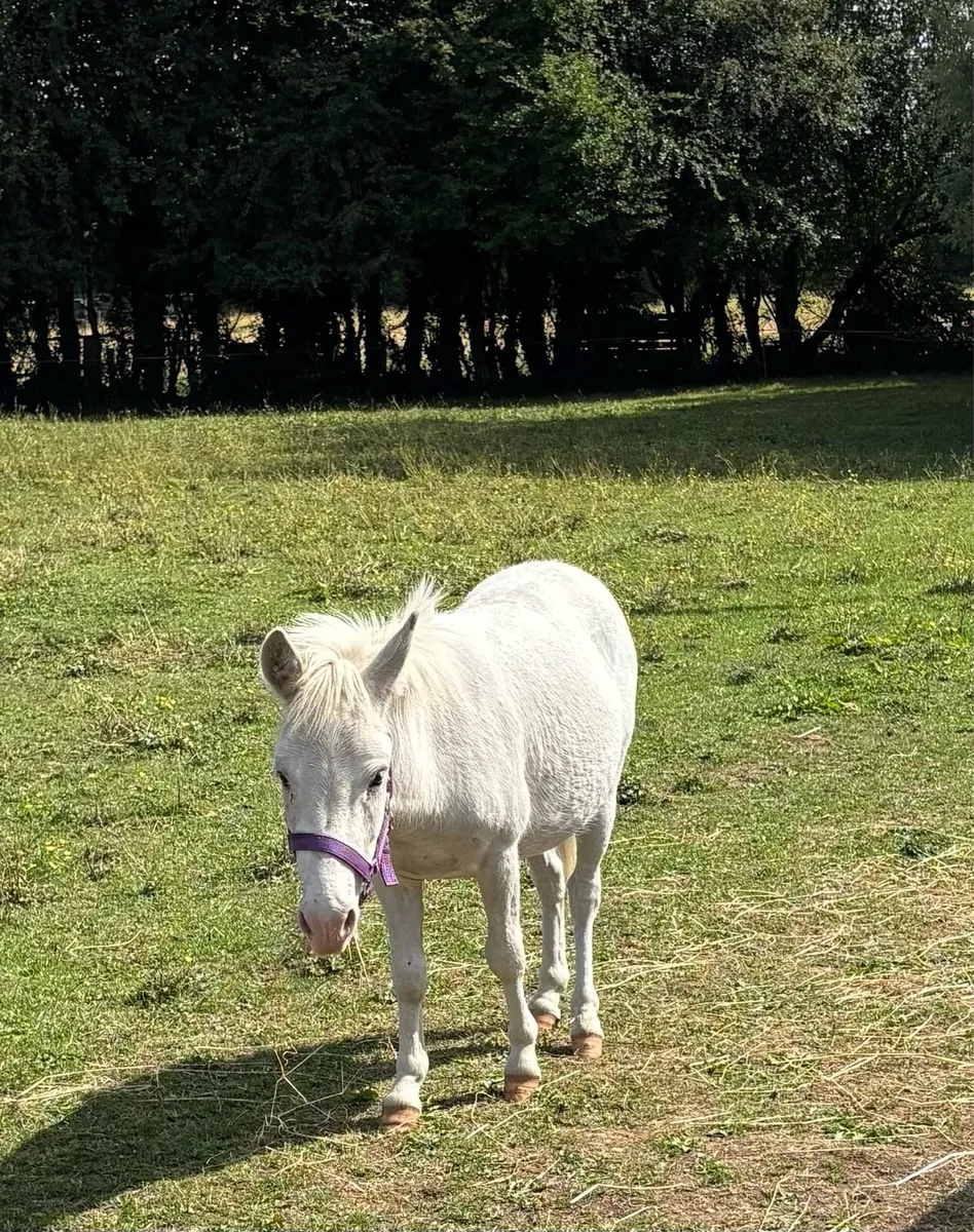 PET/ COMPANION  MINIATURE MULE 🤩 - Image 3