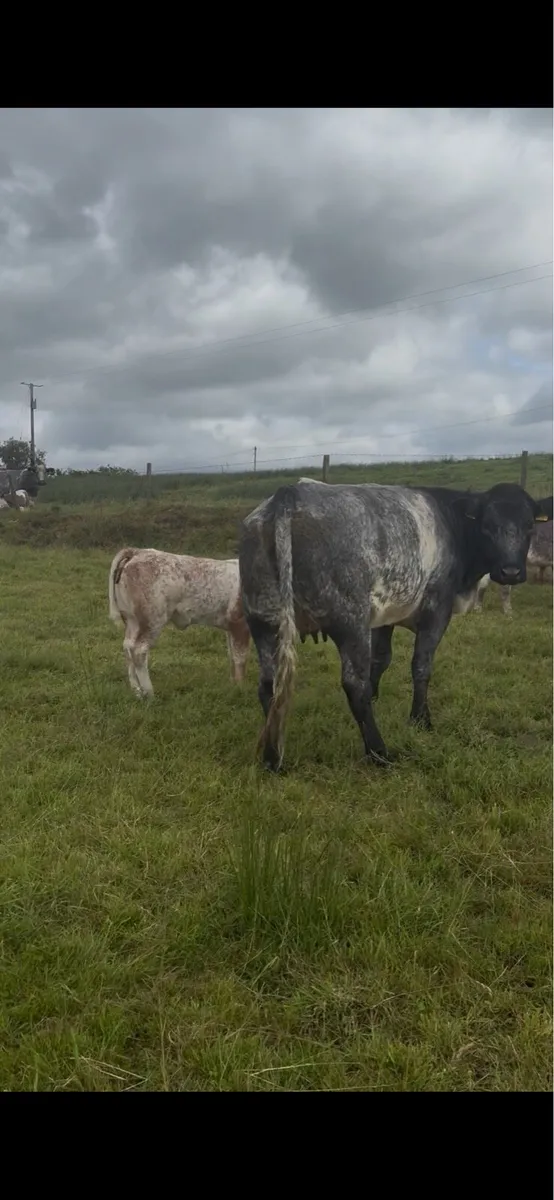 1st calfer with roan heifer calf at foot - Image 2
