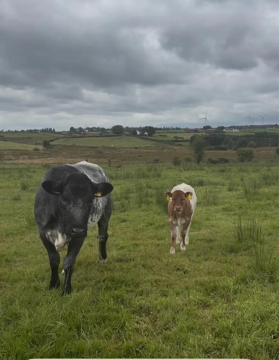 1st calfer with roan heifer calf at foot - Image 3