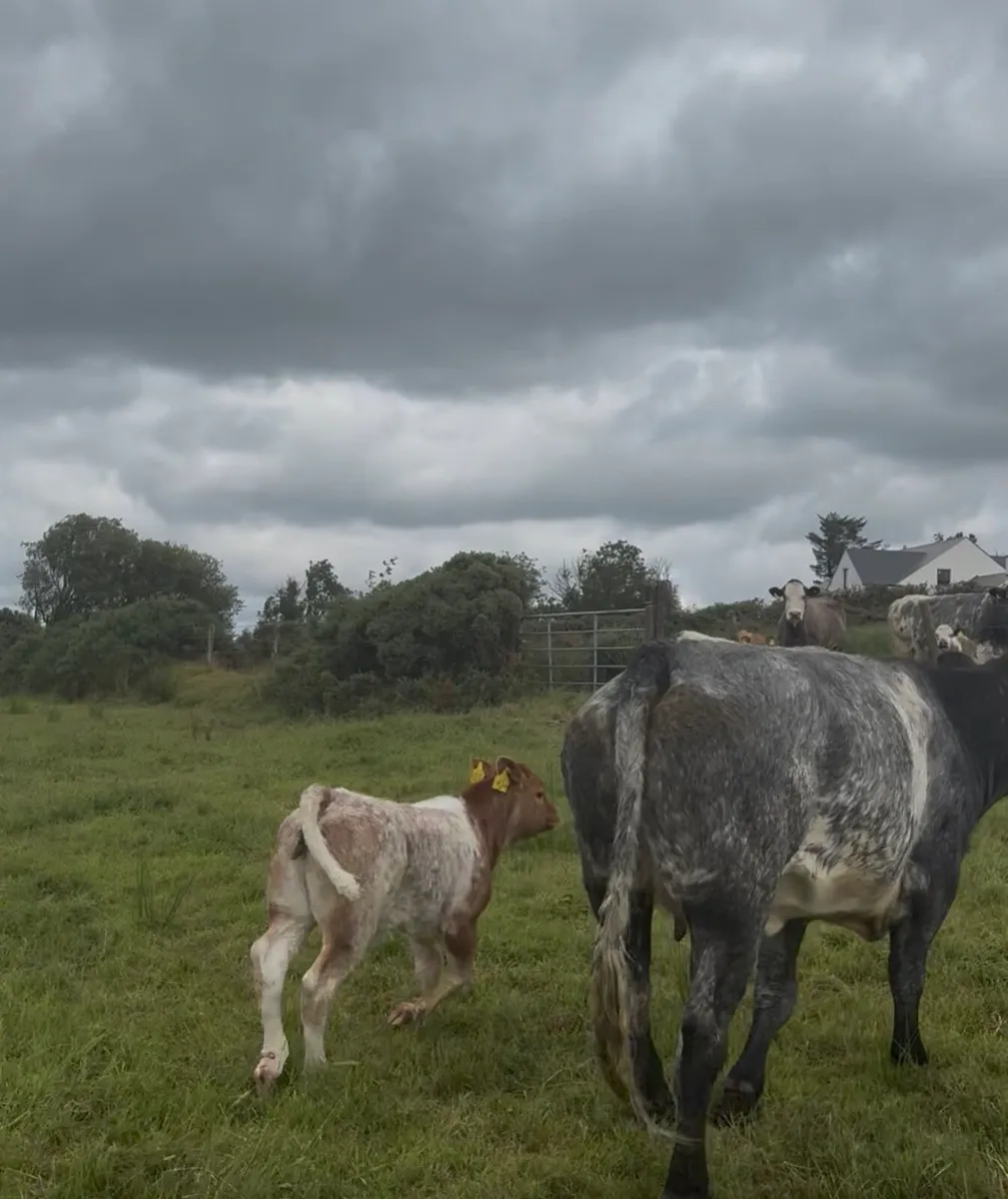 1st calfer with roan heifer calf at foot - Image 4