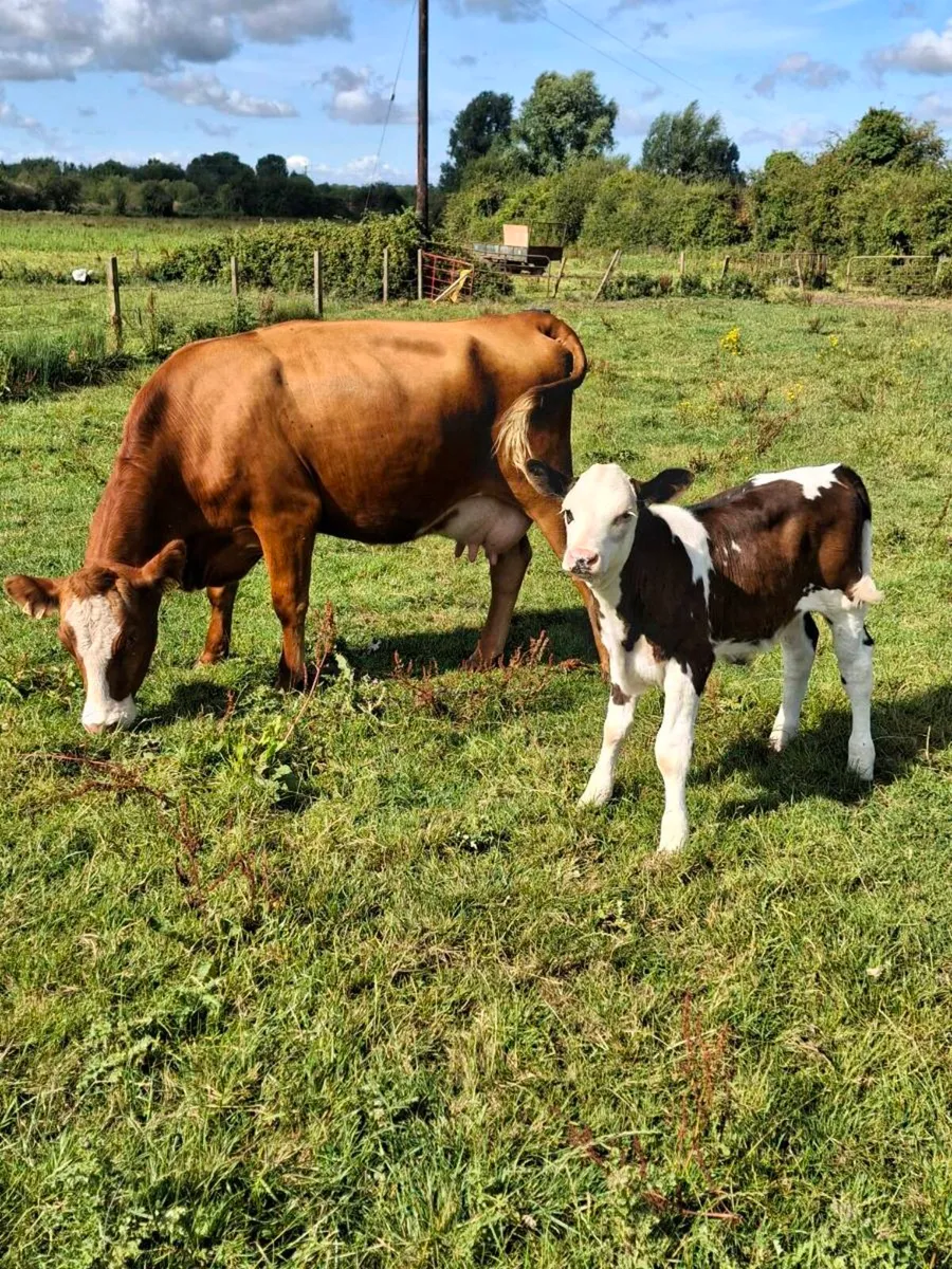 Heifer and calf - Image 1