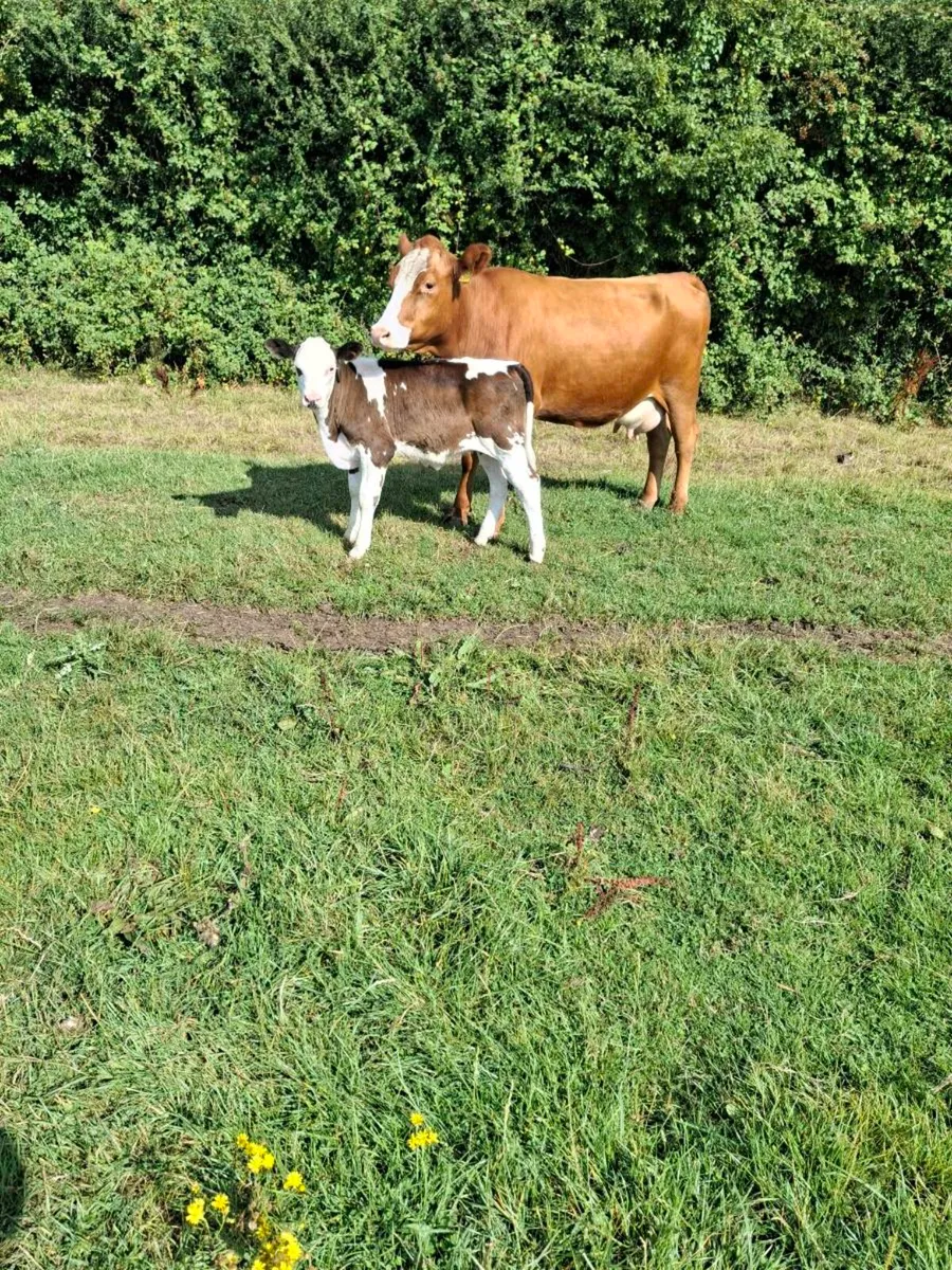 Heifer and calf - Image 2