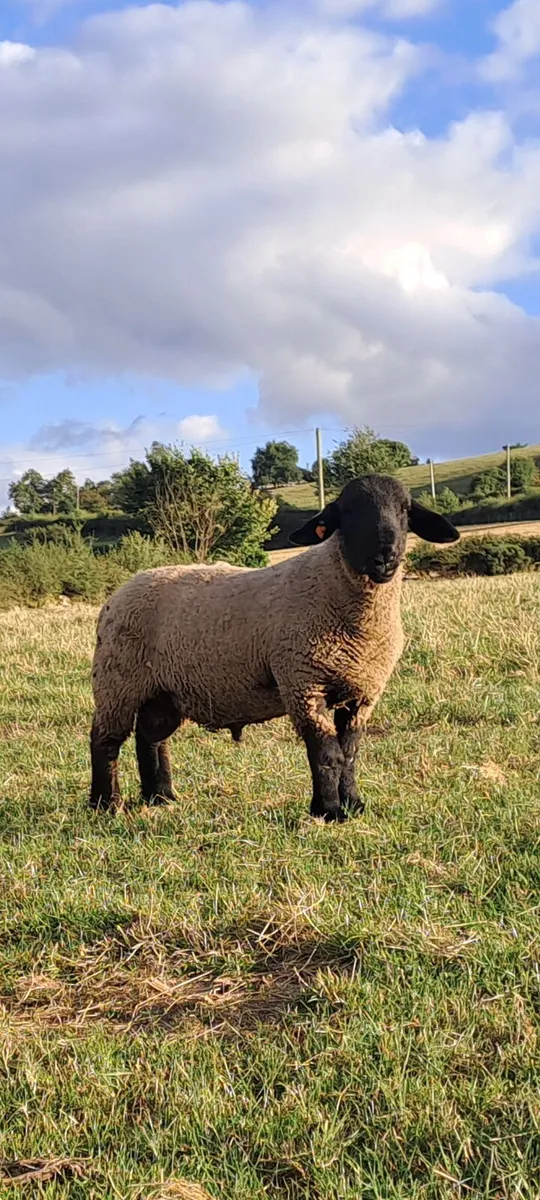 Charollais suffolk and first cross ram lambs - Image 1