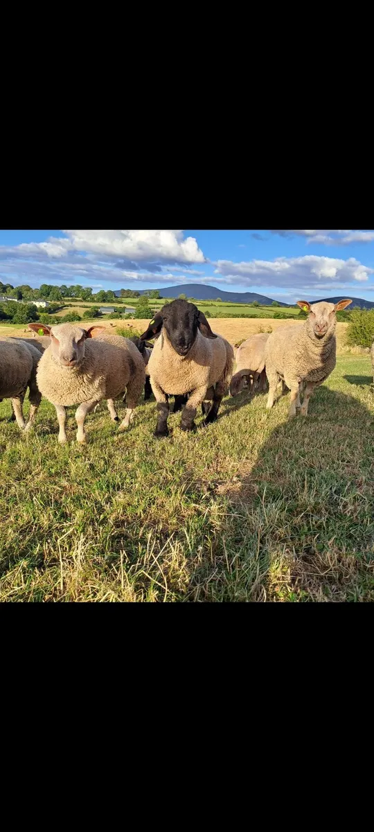 Charollais suffolk and first cross ram lambs - Image 3