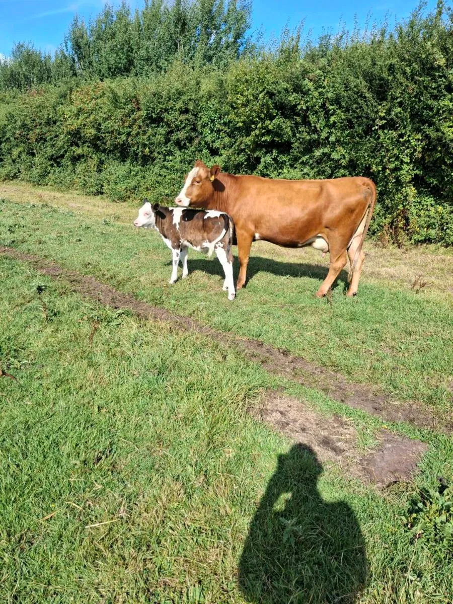 Heifer and calf - Image 3