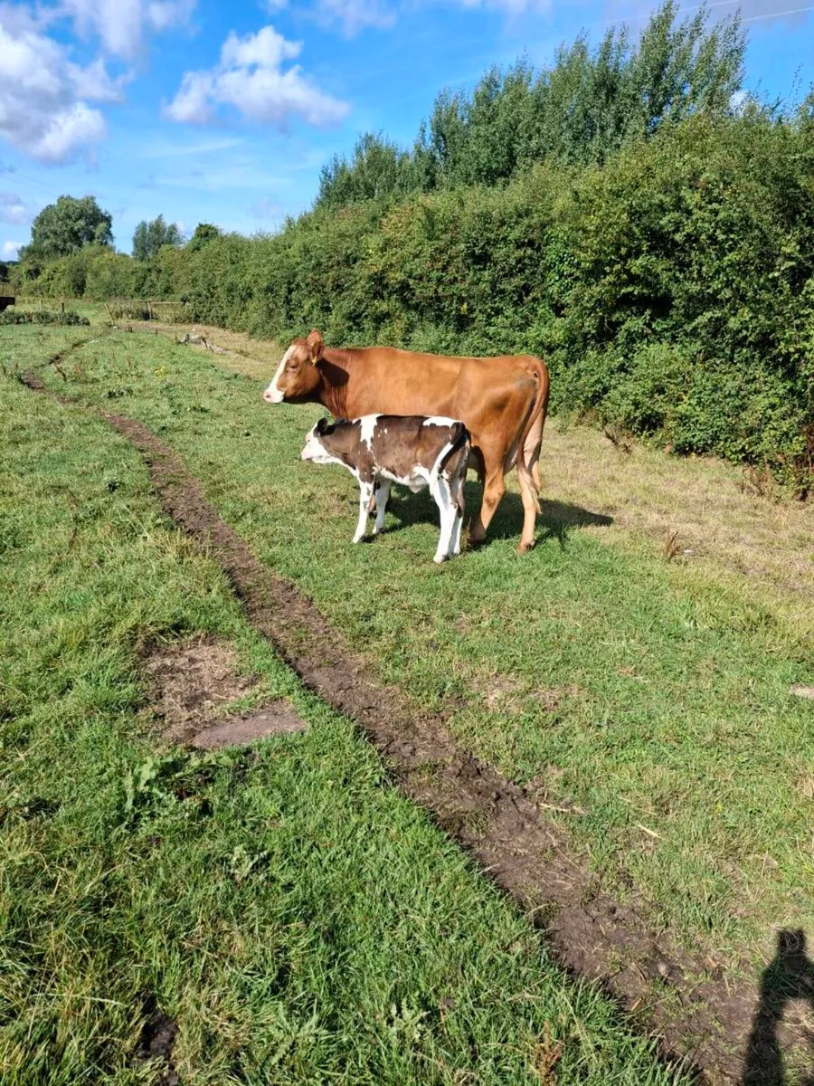 Heifer and calf - Image 4