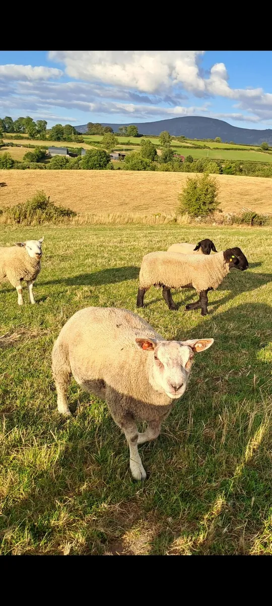 Charollais suffolk and first cross ram lambs - Image 2