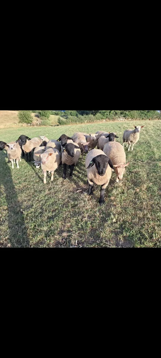 Charollais suffolk and first cross ram lambs - Image 4