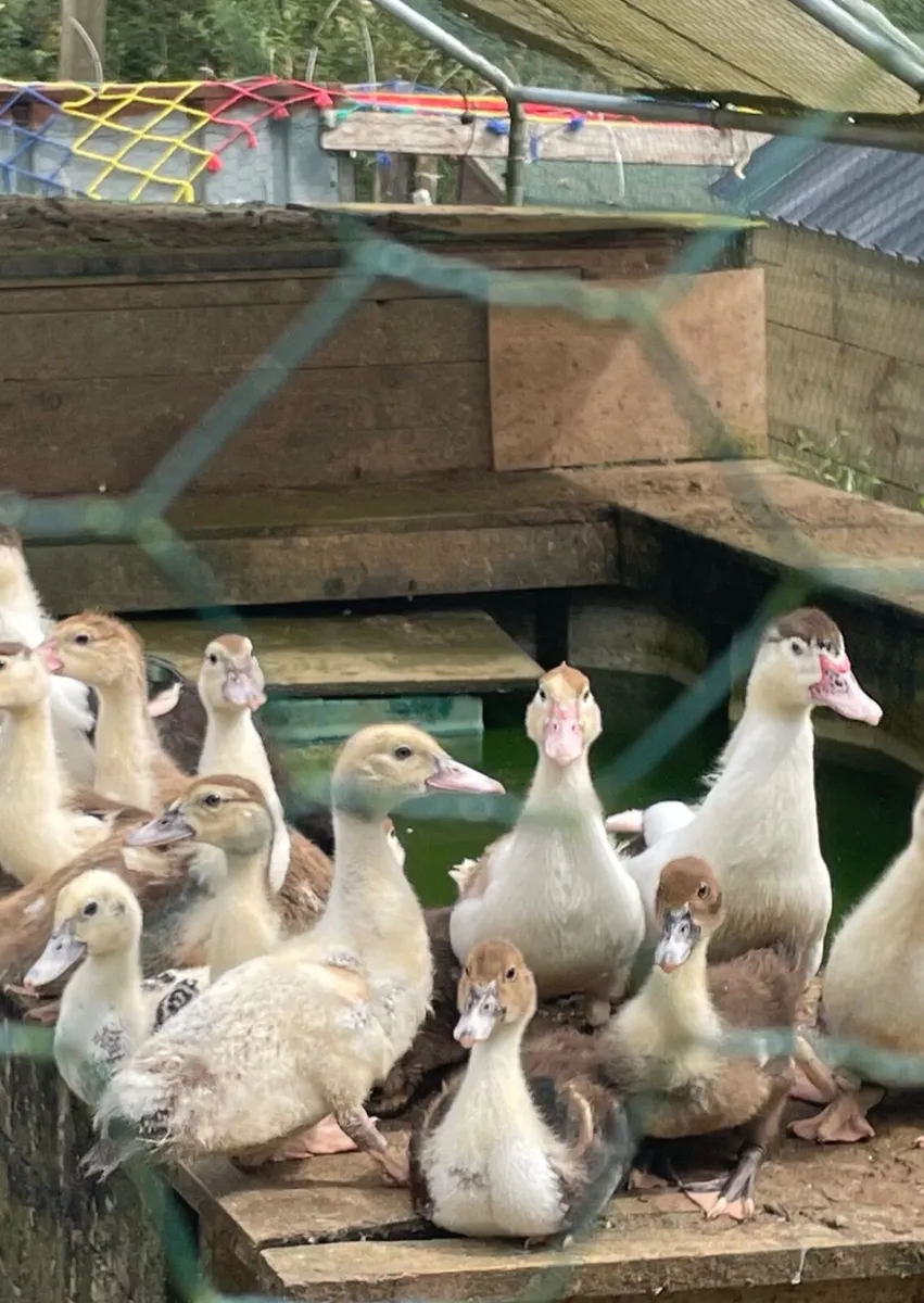 Beautiful Chicks, Muscovy ducklings, - Image 4