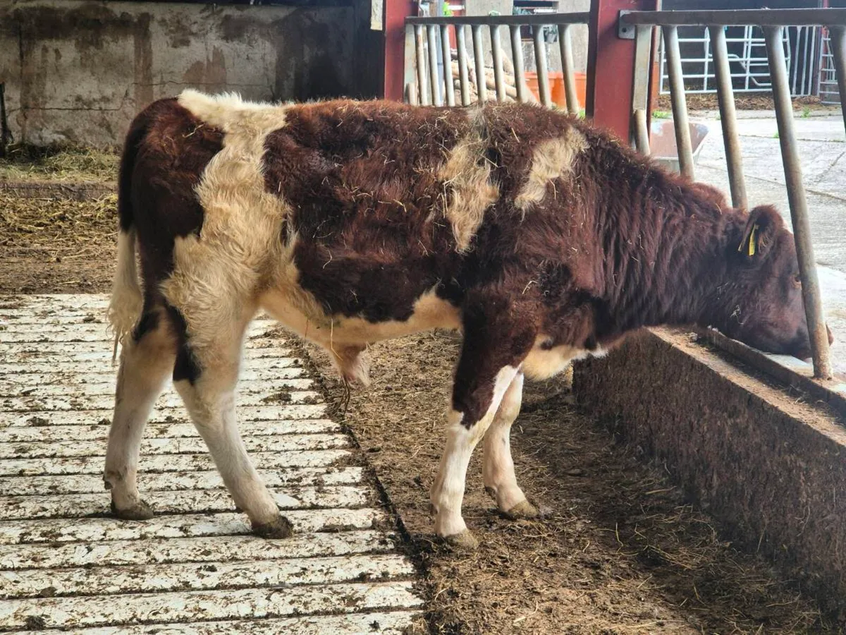 PEDIGREE NON REGISTERED SHORTHORN BULL - Image 2