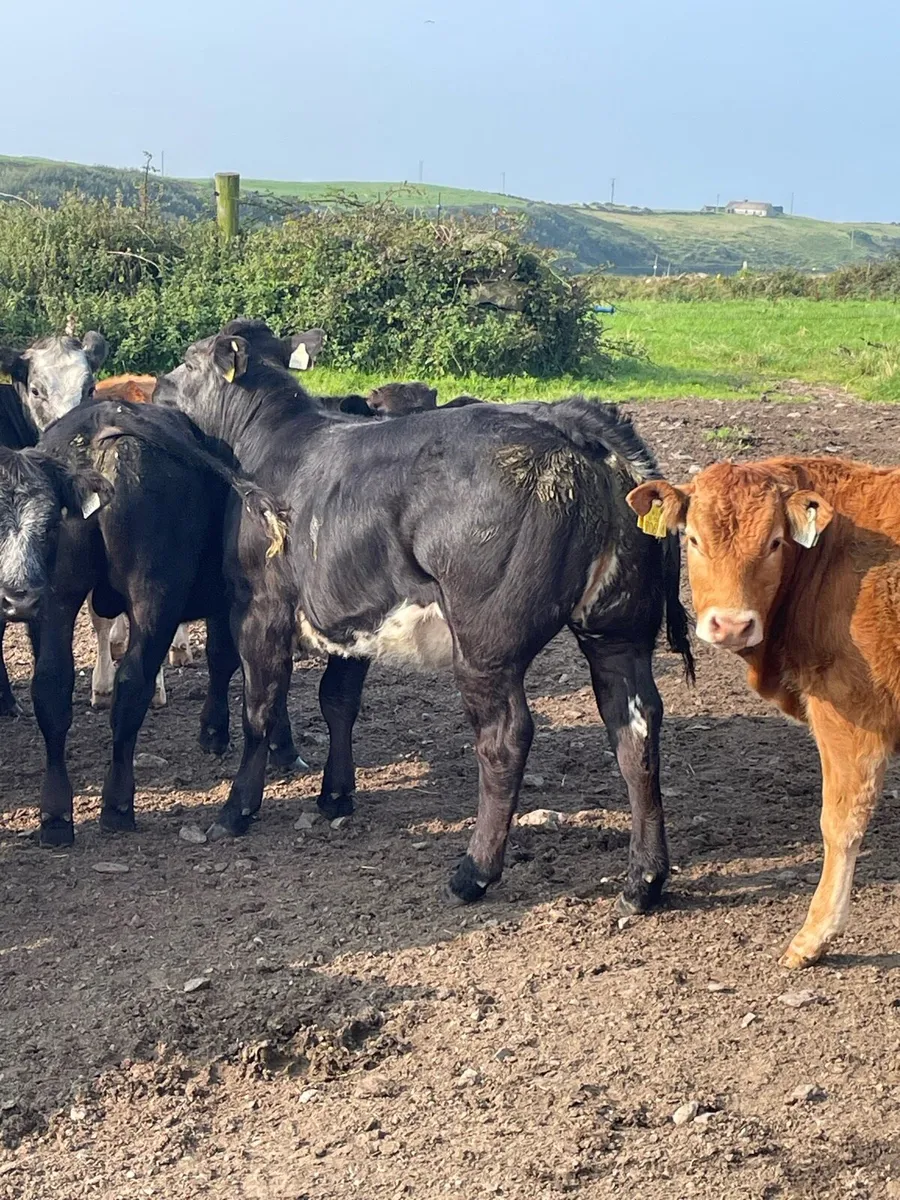 Purebred limousine bull - Image 4