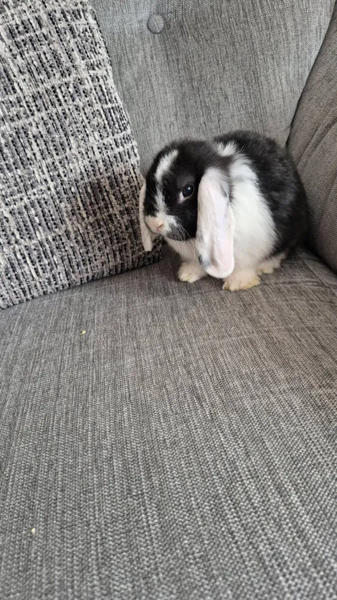 Mini lop Rabbits - Image 1