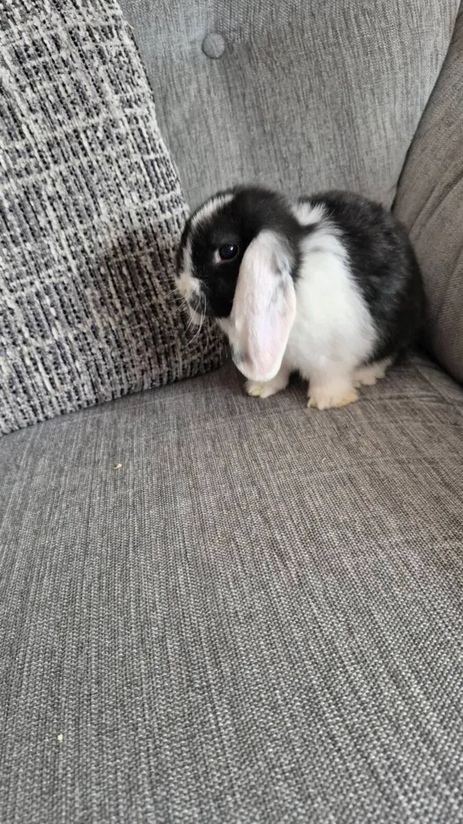 Mini lop Rabbits - Image 2