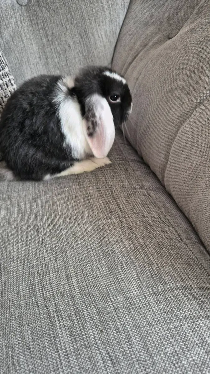 Mini lop Rabbits - Image 3