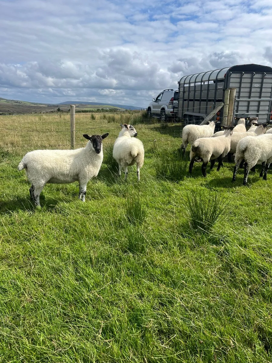 *** Mule & Suffolk x Mule Hoggets *** - Image 1