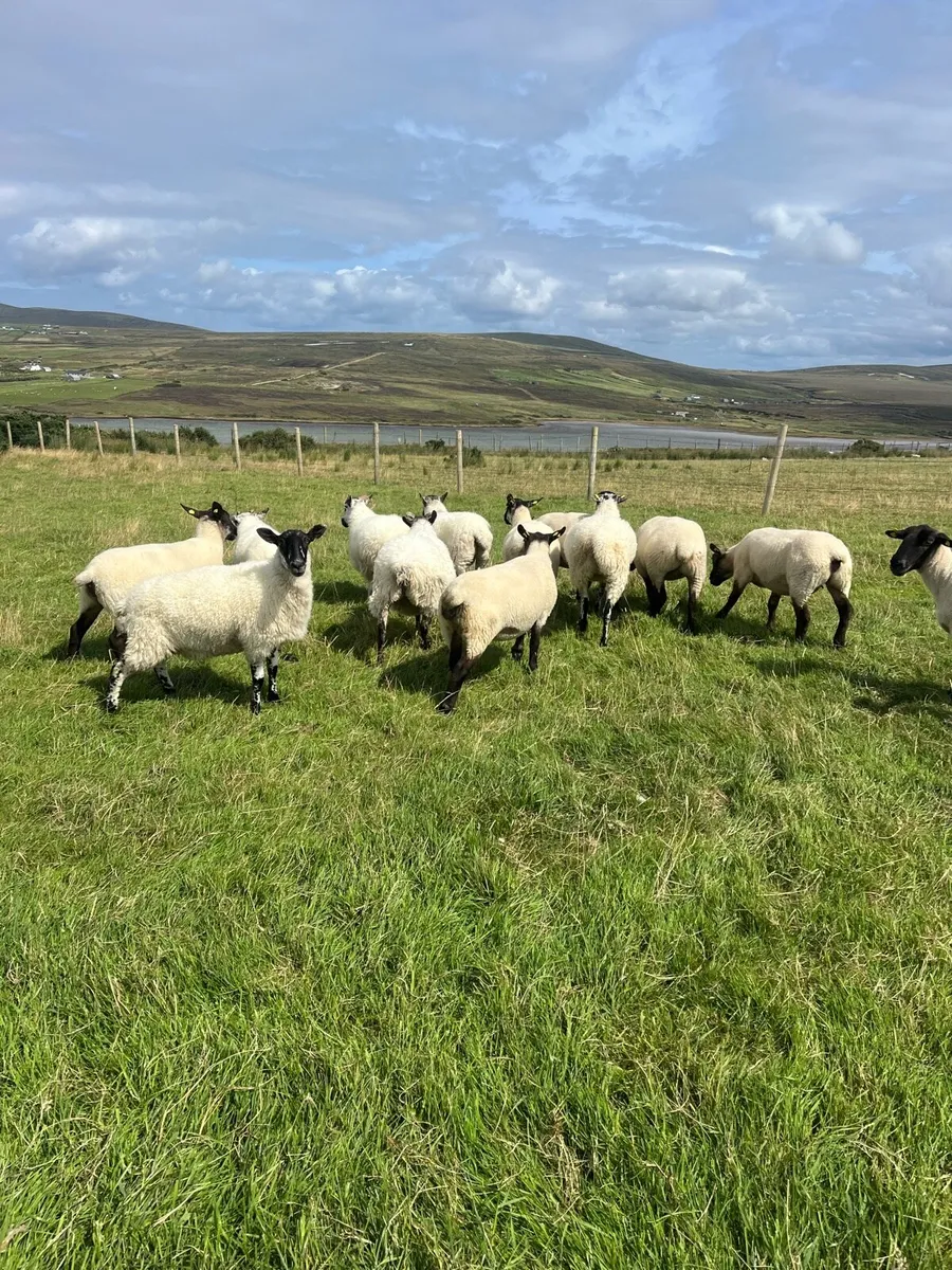 *** Mule & Suffolk x Mule Hoggets *** - Image 2