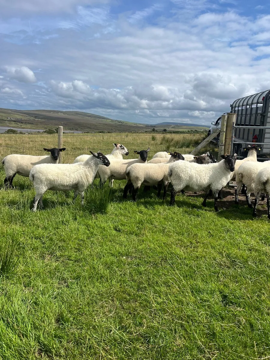 *** Mule & Suffolk x Mule Hoggets *** - Image 4