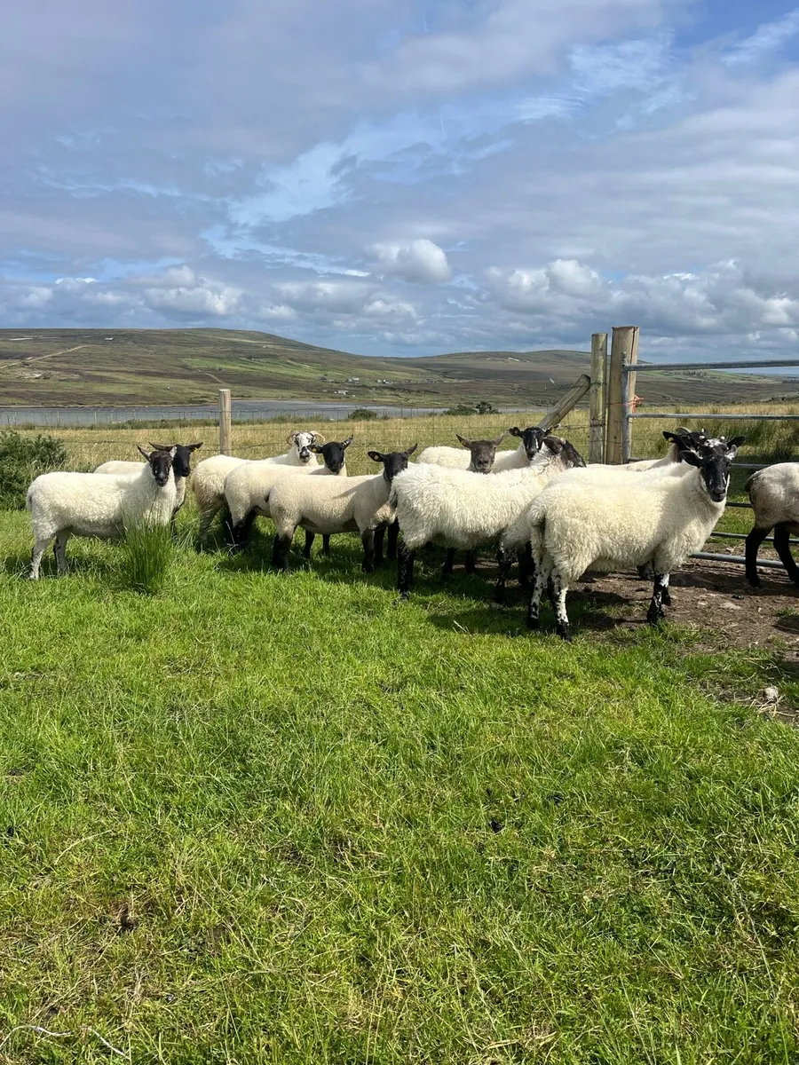 *** Mule & Suffolk x Mule Hoggets *** - Image 3