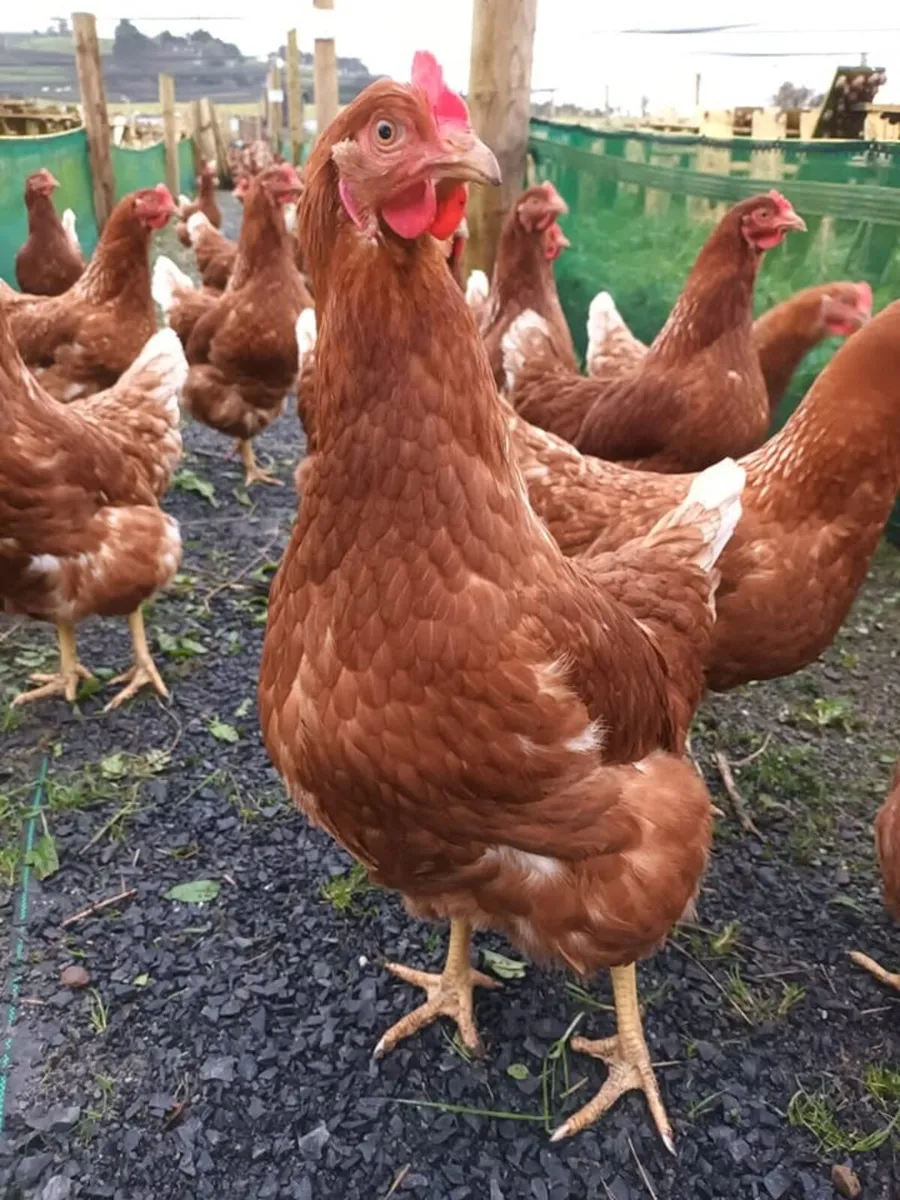 Hens + Ducks