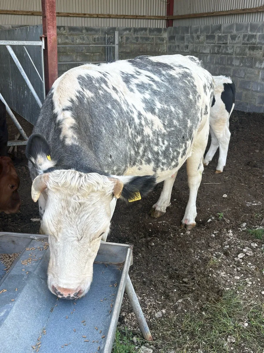 Cow and Calf - Image 2