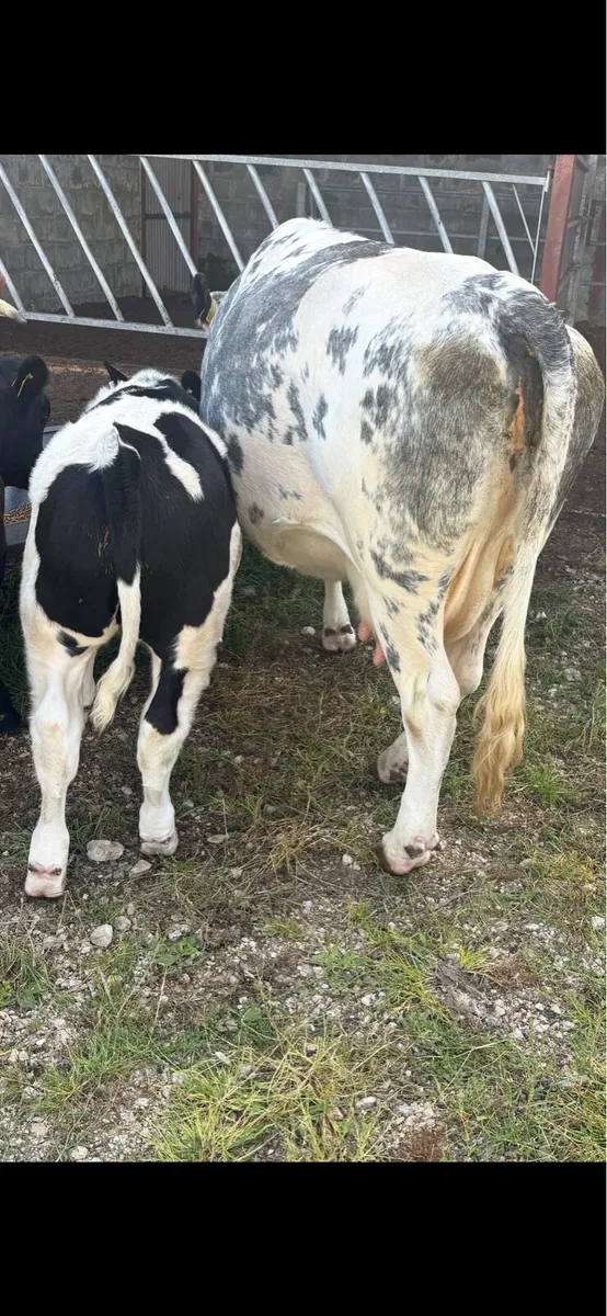 Cow and Calf - Image 3