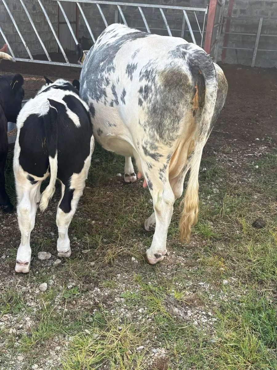 Cow and Calf - Image 1