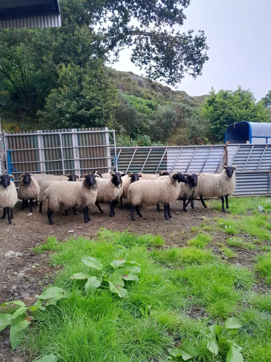 Mayo ewe lambs
