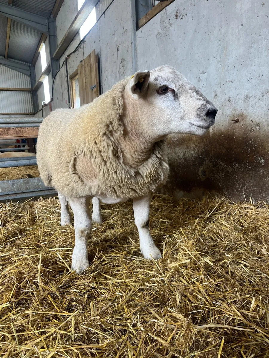 *** Suftex Ram Lamb *** - Image 3