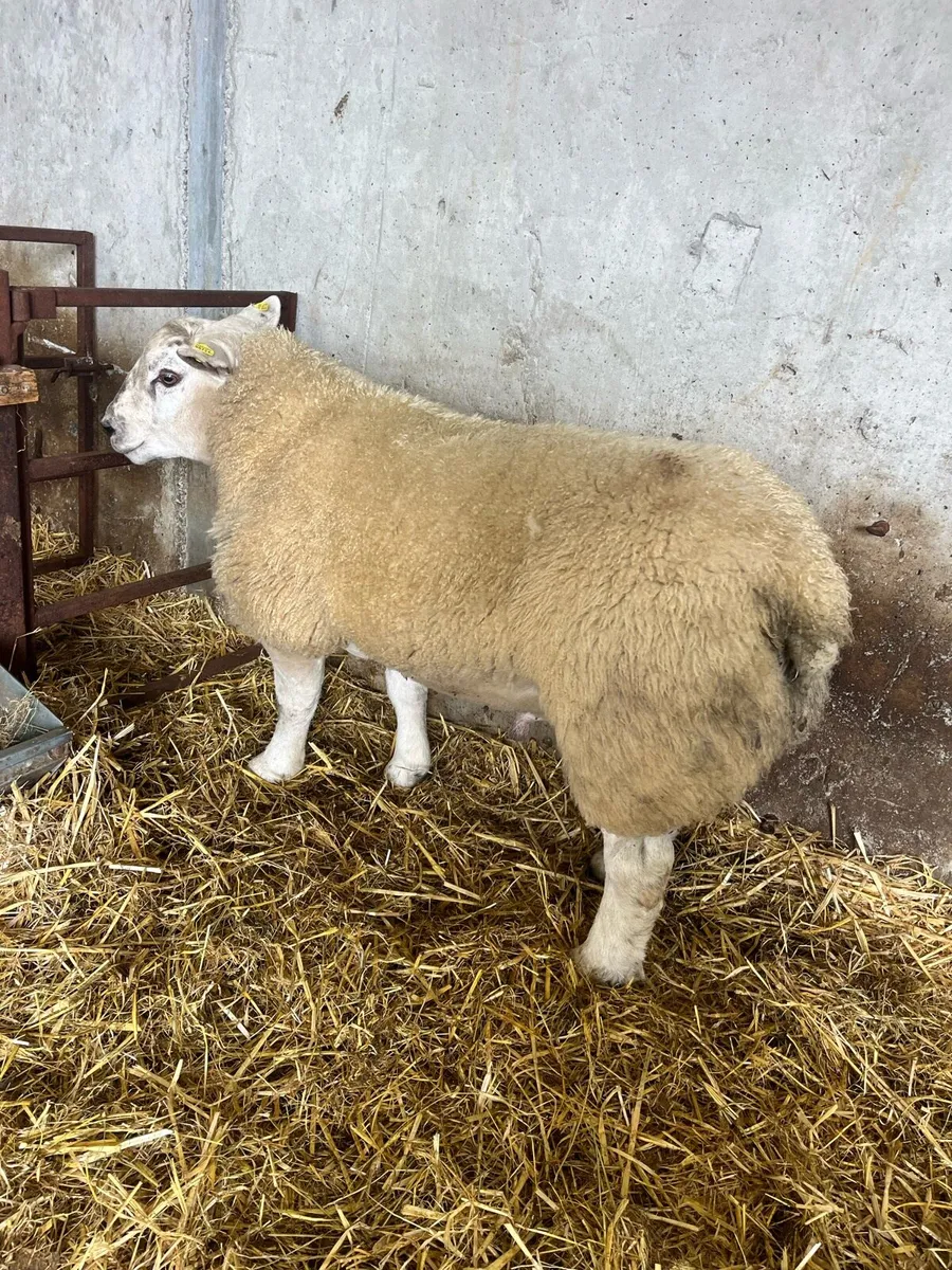 *** Suftex Ram Lamb *** - Image 4