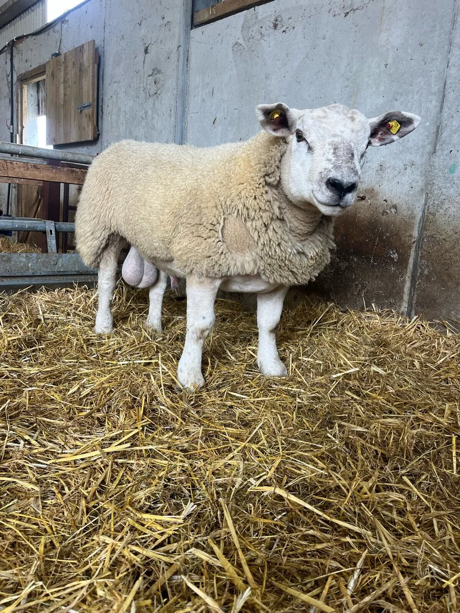 *** Suftex Ram Lamb *** - Image 2