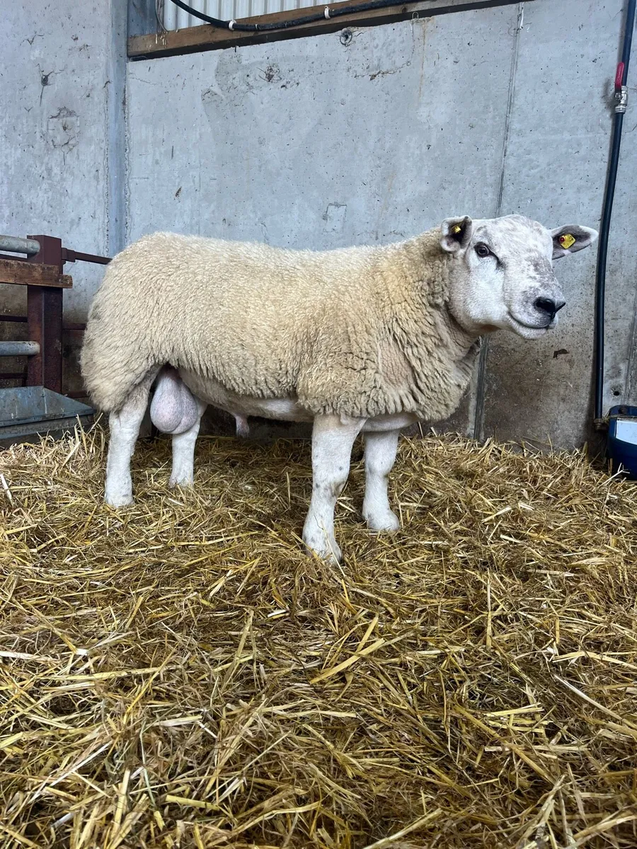 *** Suftex Ram Lamb *** - Image 1